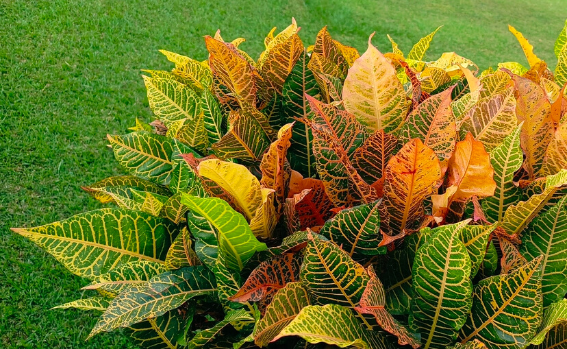 Croton Plant