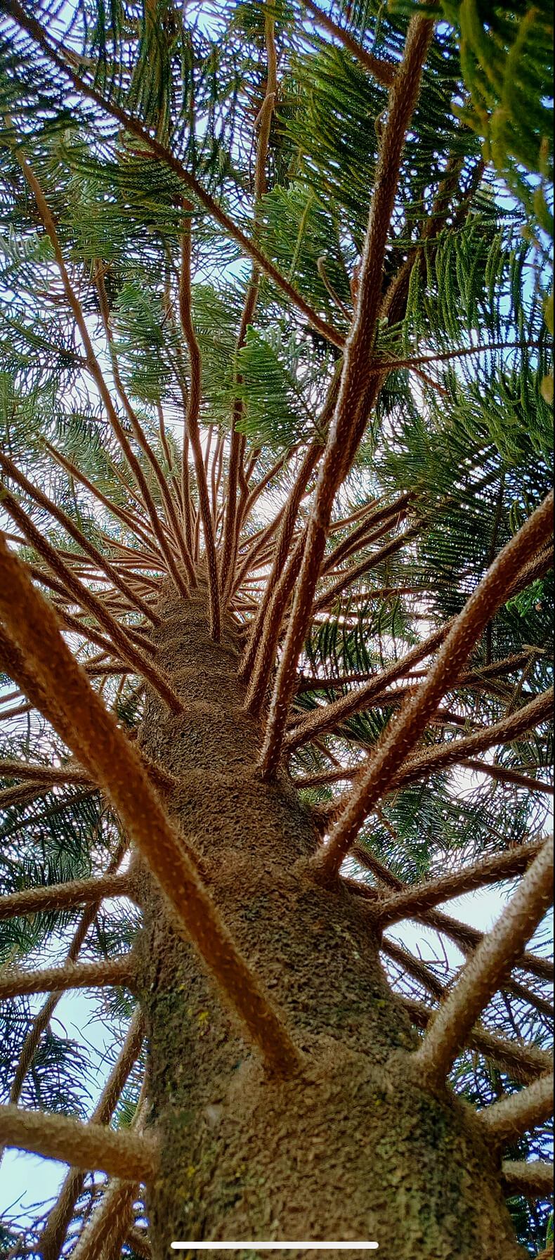 Pine Tree