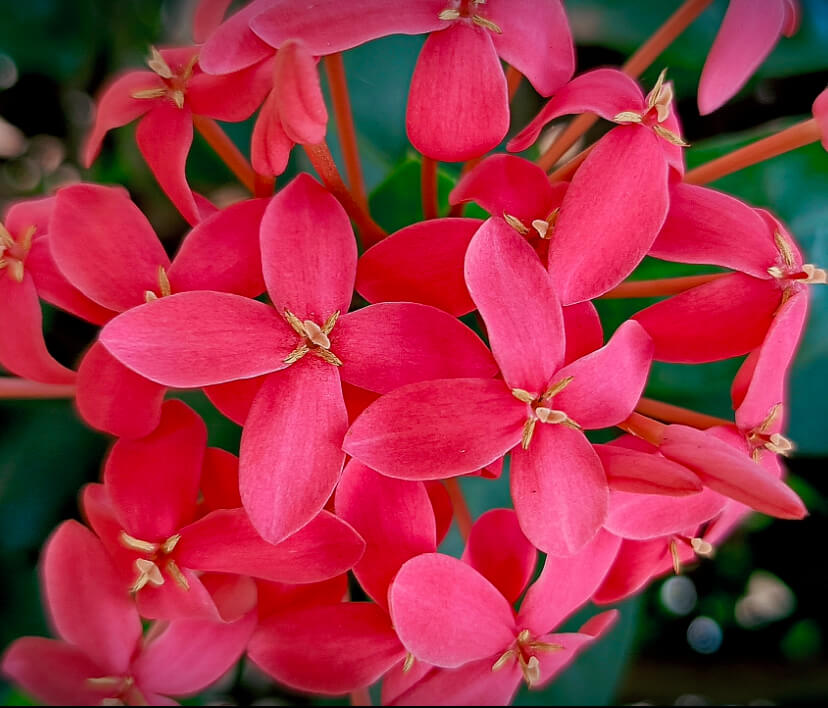 Pink Ixora Flowers