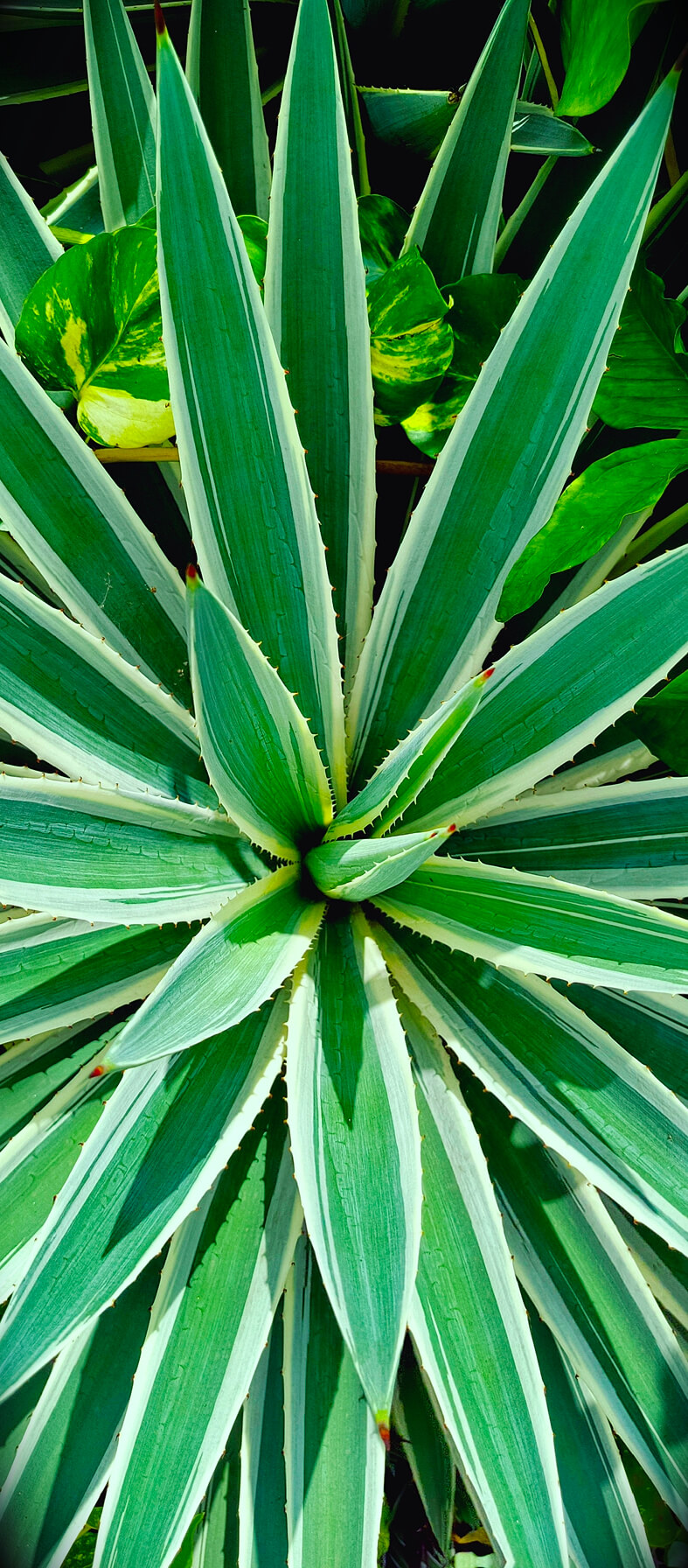 Botanical Agave Symmetry